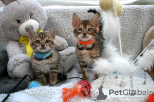 Photo №3. Chatons Bengal Cats disponibles à la vente près de chez vous. Allemagne