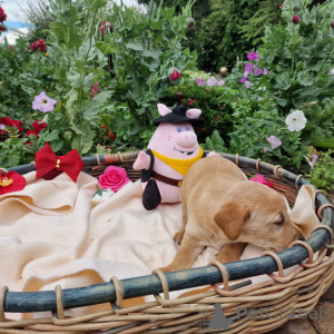 Photo №4. Je vais vendre labradoodle en ville de Poznan. annonce privée - prix - négocié