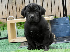 Photo №2 de l'annonce № 167785 de la vente cane corso - acheter à La finlande annonce privée