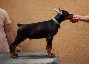 Photos supplémentaires: Chiots Dobermann