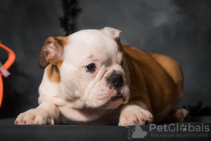 Photos supplémentaires: Chiots bouledogue anglais avec documents FCI