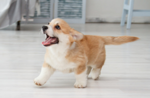 Photo №3. Welsh corgi pembroke garçon. Fédération de Russie