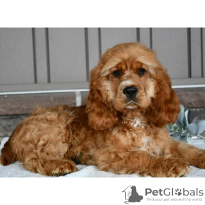 Photo №2 de l'annonce № 45706 de la vente cocker spaniel anglais - acheter à Colombie annonce privée