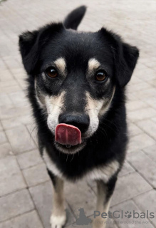 Photo №1. chien bâtard - à vendre en ville de Москва | Gratuit | Annonce №121884