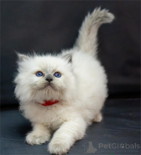 Photo №1. ragdoll - à vendre en ville de Böblingen | 350€ | Annonce № 153369