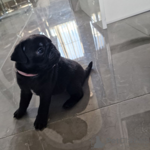 Photo №1. puggle - à vendre en ville de Berlin | 300€ | Annonce №90371