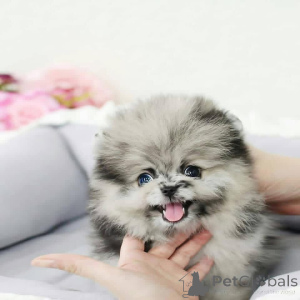 Photo №1.  - à vendre en ville de Séville | négocié | Annonce №161534