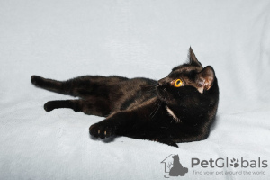 Photos supplémentaires: Bagheera et Rusya, deux chats noirs comme du charbon, cherchent un foyer