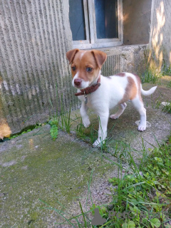 Photo №1. jack russell terrier - à vendre en ville de Helsinki | 350€ | Annonce №65404