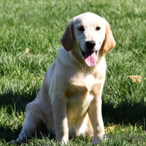 Photo №4. Je vais vendre golden retriever en ville de Даллас. annonce privée - prix - 473€