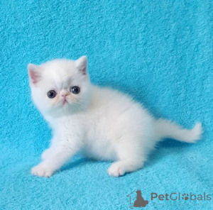 Photo №1. exotic shorthair - à vendre en ville de Güteersloh | 350€ | Annonce № 176683
