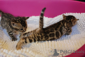 Photo №3. Chatons Bengal Cats en bonne santé disponibles à l'adoption maintenant. USA