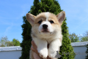 Photo №1. welsh corgi - à vendre en ville de Bachka-palanka | négocié | Annonce №167412