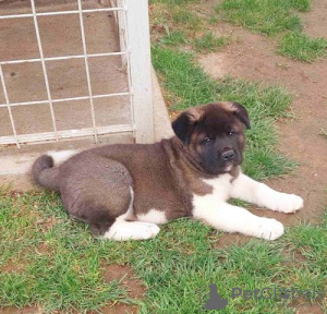 Photo №4. Je vais vendre akita américain en ville de Kraljevo. éleveur - prix - négocié