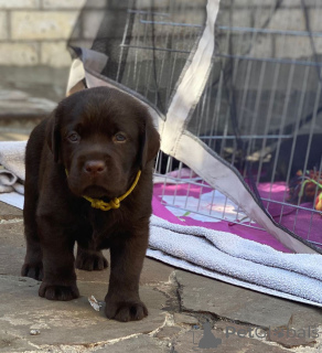 Photo №2 de l'annonce № 135600 de la vente labrador retriever - acheter à Allemagne annonce privée, éleveur