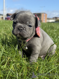 Photo №1. bouledogue - à vendre en ville de Wiltz | négocié | Annonce №169276