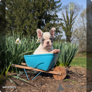 Photo №1. bouledogue - à vendre en ville de Mainz | 350€ | Annonce №140871