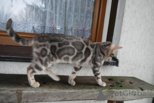 Photo №3. Beaux chatons bengaux prêts pour leurs maisons pour toujours. Suisse