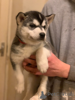 Photo №3. Chiots Husky Sibérien. Suède