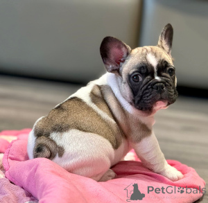 Photo №3. Adoption chiots bouledogue français. Espagne