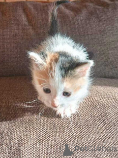 Photo №2 de l'annonce № 157032 de la vente  - acheter à Fédération de Russie annonce privée