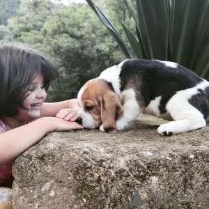 Photo №4. Je vais vendre beagle en ville de Chemnitz. annonce privée - prix - 426€