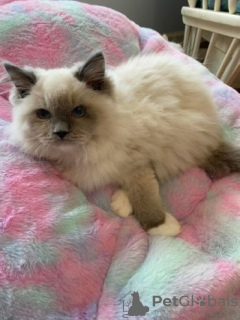 Photo №1. ragdoll - à vendre en ville de Flemalle | Gratuit | Annonce № 128962