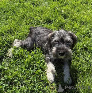 Photo №3. Zwergschnauzer-Welpen schreiben Sie mir par WhatsApp au 44 7453 907158. Allemagne