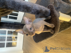 Photo №3. Les chatons Sphynx recherchent une nouvelle maison. USA