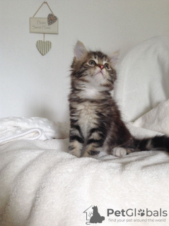 Photo №2 de l'annonce № 52693 de la vente maine coon - acheter à Australie éleveur