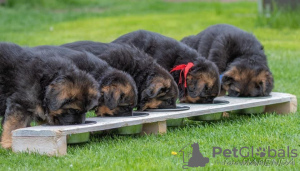 Photos supplémentaires: Magnifiques chiots berger allemand