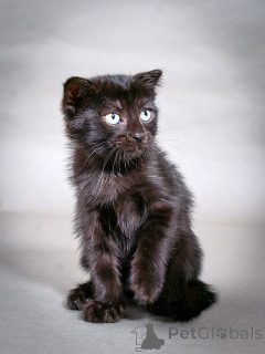 Photo №1.  - à vendre en ville de Moskova | Gratuit | Annonce № 155344