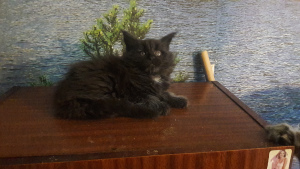 Photo №4. Je vais vendre maine coon en ville de Dnipro. de la fourrière - prix - 719€