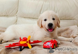 Photo №1. golden retriever - à vendre en ville de Ostrava | Gratuit | Annonce №119289