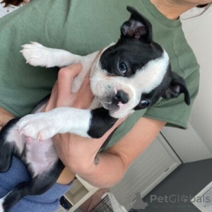 Photo №1. terrier de boston - à vendre en ville de Anvers | négocié | Annonce №169665