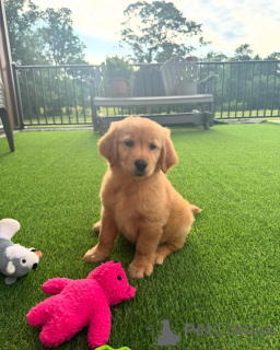 Photo №4. Je vais vendre golden retriever en ville de Brême. éleveur - prix - négocié