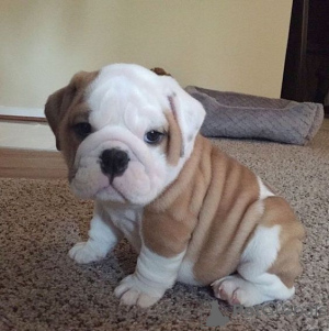 Photo №1. bulldog anglais - à vendre en ville de Tullamore | négocié | Annonce №168420