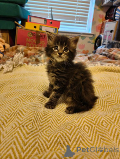 Photo №2 de l'annonce № 167812 de la vente maine coon - acheter à Belgique de la fourrière