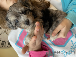 Photos supplémentaires: Chiots Maltipu à la recherche d'un foyer