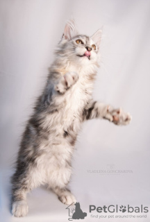 Photos supplémentaires: Élevage de Maine Coon