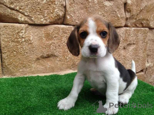Photo №1. beagle - à vendre en ville de Bruck an der Mur | 350€ | Annonce №170157