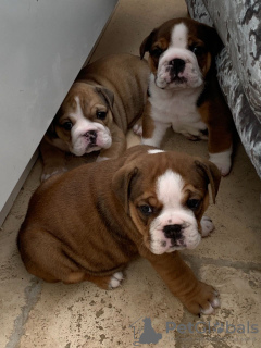 Photo №3. Bulldog anglais vacciné disponible dès maintenant pour les maisons de retraite. Espagne