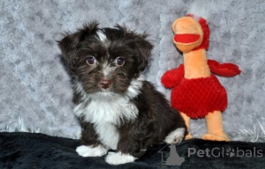 Photo №1. bolonka - à vendre en ville de Düsseldorf | négocié | Annonce №161189