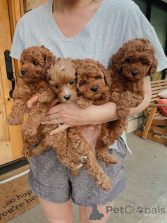 Photo №1. caniche (jouet) - à vendre en ville de Toronto | négocié | Annonce №160553