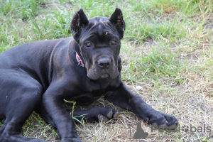 Photos supplémentaires: vente de chiots