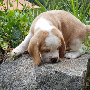 Photo №2 de l'annonce № 124726 de la vente beagle - acheter à Allemagne annonce privée