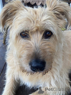 Photo №4. Je vais vendre chien bâtard en ville de Khimki. annonce privée - prix - Gratuit