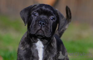 Photo №3. Bullmastiff femelle Duchesse disponible. Pays Bas