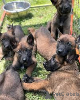 Photo №1. malinois - à vendre en ville de Ville de Londres | 1000€ | Annonce №164215