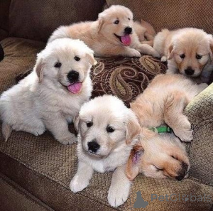 Photo №1. golden retriever - à vendre en ville de Freysing | 350€ | Annonce №147598